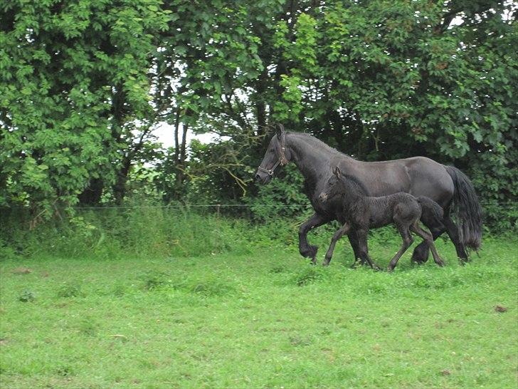 Frieser Kandis Toustrup billede 16