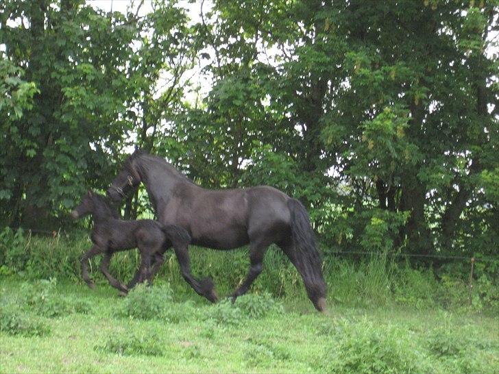 Frieser Kandis Toustrup billede 17