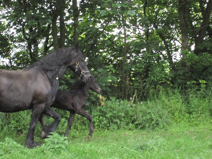 Frieser Kandis Toustrup billede 18