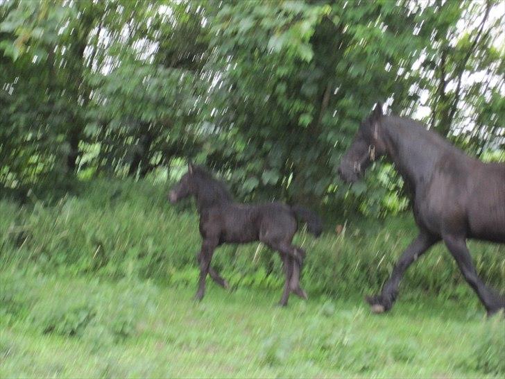 Frieser Kandis Toustrup billede 19