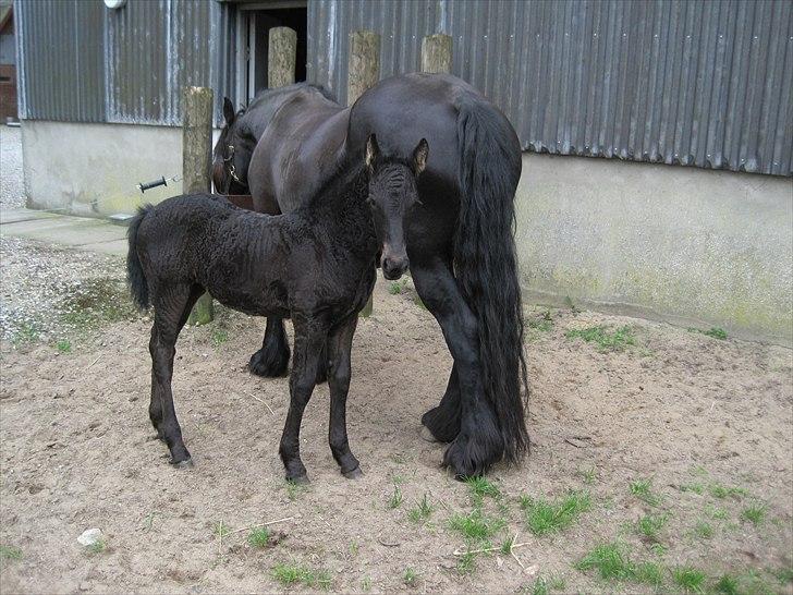 Frieser Kandis Toustrup billede 20