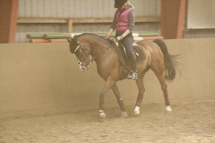 Anden særlig race °º•Ti amo•º°  - Dressur undervisning d. 7/6-2011..

-Taget af - Emilie Kathrine Nielsen billede 17