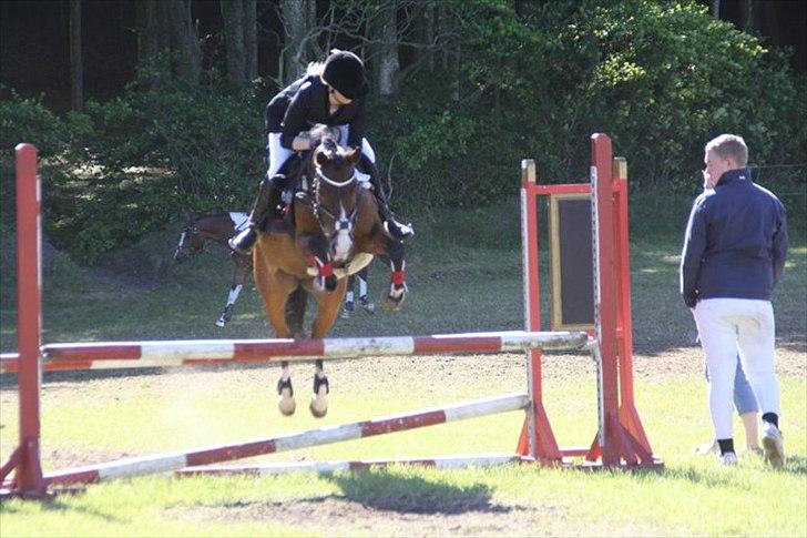 Anden særlig race °º•Ti amo•º°  - Opvarmning til LA til Morsø distrekt stævne..

-Taget af - Emilie Kathrine Nielsen

 billede 8
