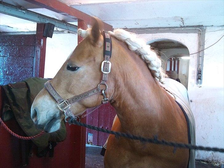 Haflinger Missy billede 12