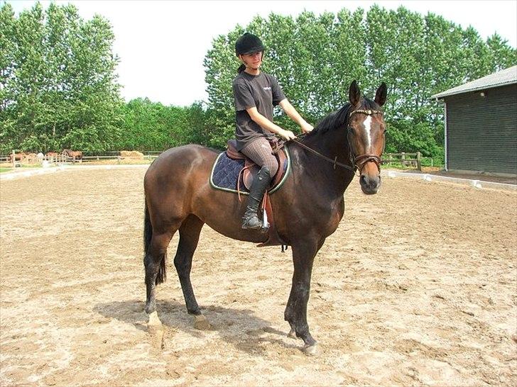 Westfaler Roma - Når vi chiller på ridebanen! 8/6-2011 billede 8