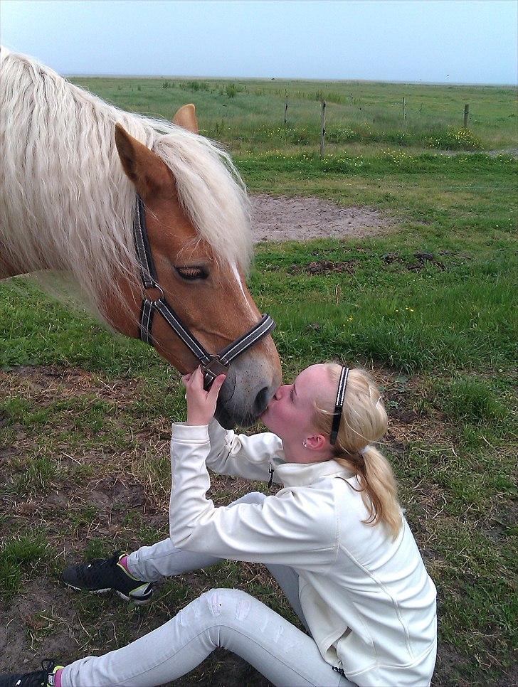 Haflinger Missy billede 3
