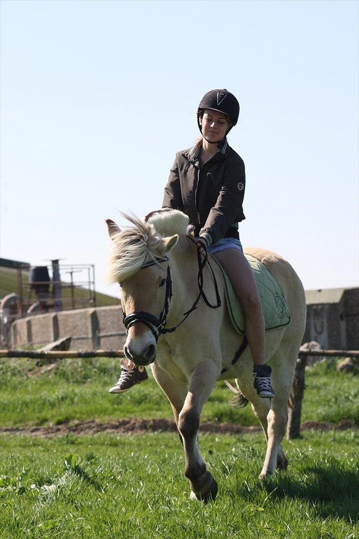 Fjordhest Bibi  - &quot;There is no secret so close as that between a rider and his horse&quot; billede 16