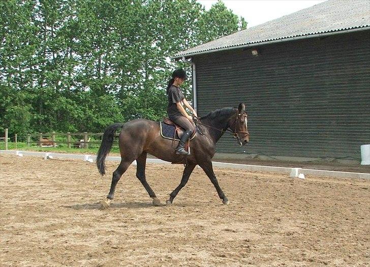 Westfaler Roma - hård træning! :D 8/6-2011  billede 9