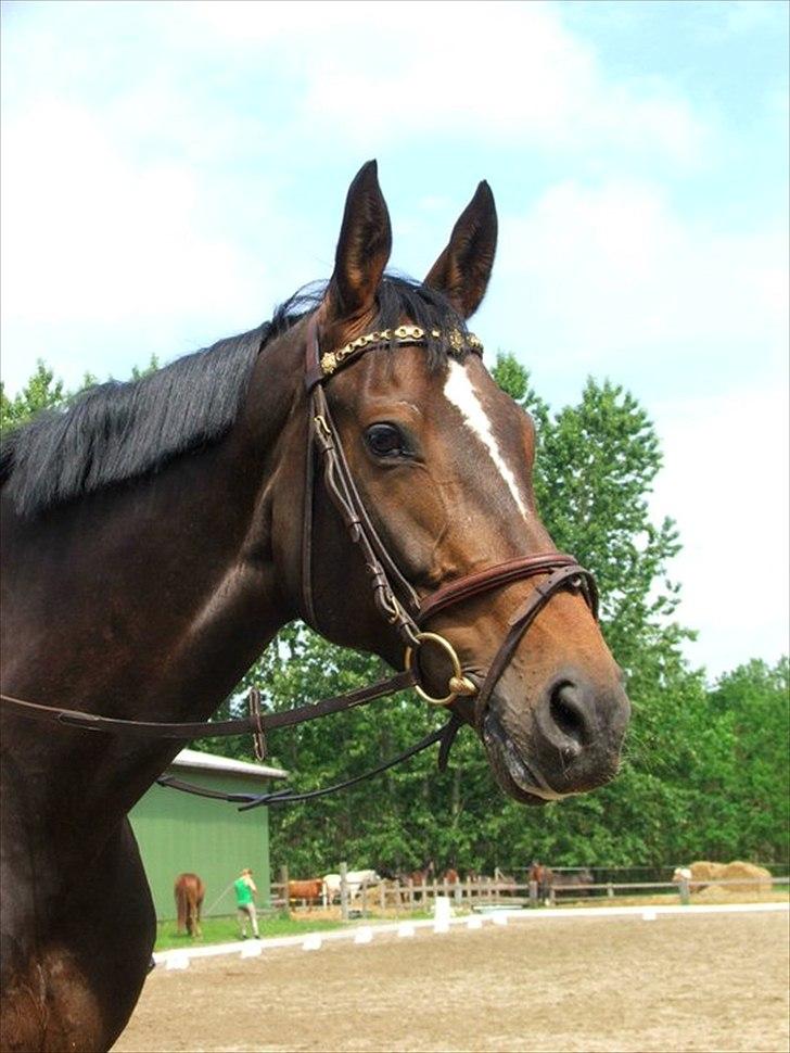 Westfaler Roma - Efter en hård ridetur! 8/6-2011 billede 1