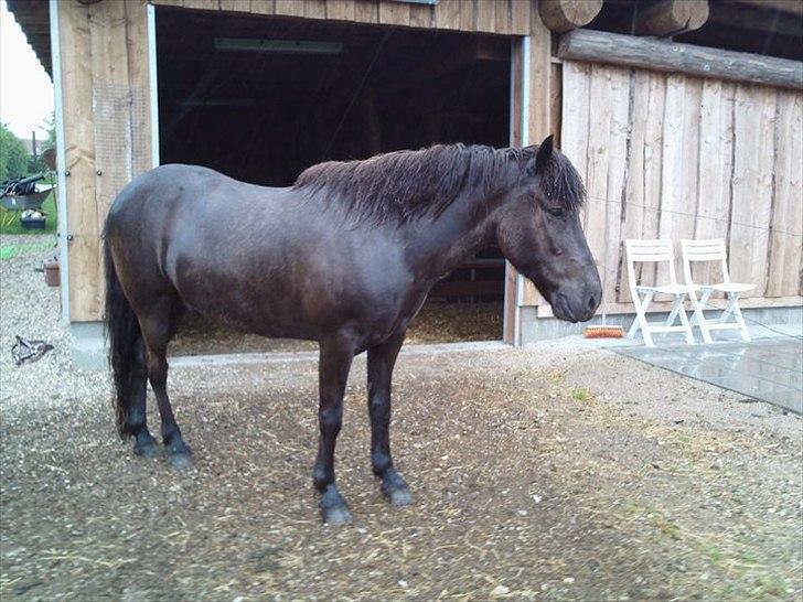Islænder Svadilfari fra Godrumgård (solgt) billede 13