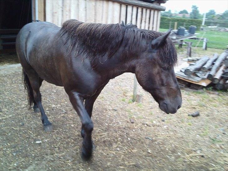 Islænder Svadilfari fra Godrumgård (solgt) billede 3