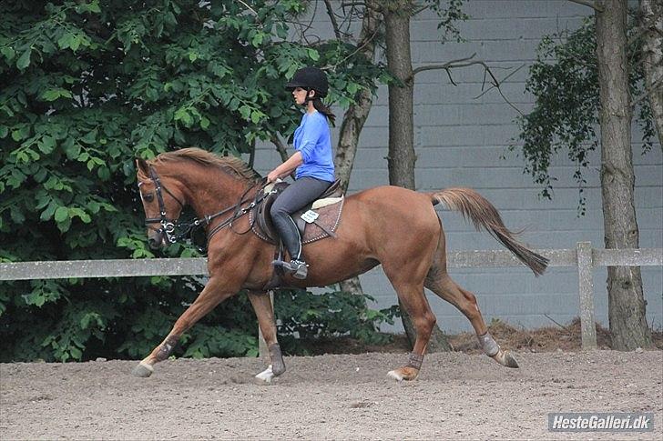 Welsh Pony af Cob-type (sec C) bloklands melina r.i.p billede 7