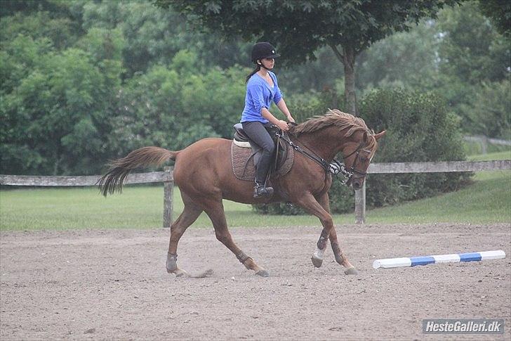 Welsh Pony af Cob-type (sec C) bloklands melina r.i.p billede 8