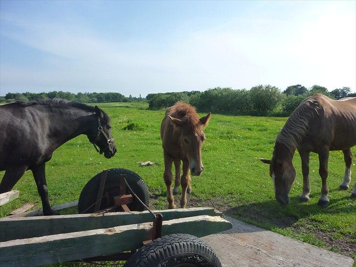 Anden særlig race Druzilla - Druzilla og hendes mor og en meget sur og utilfrids hest
 billede 3