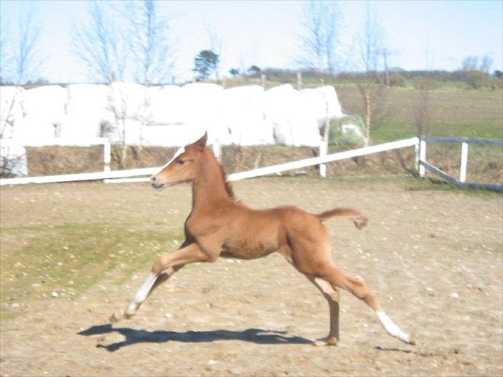 Anden særlig race Spangbogaard's Diamond billede 19