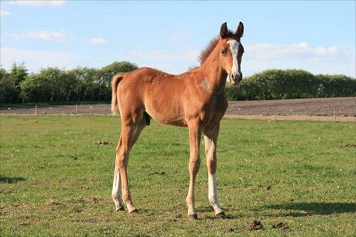 Anden særlig race Spangbogaard's Diamond billede 20