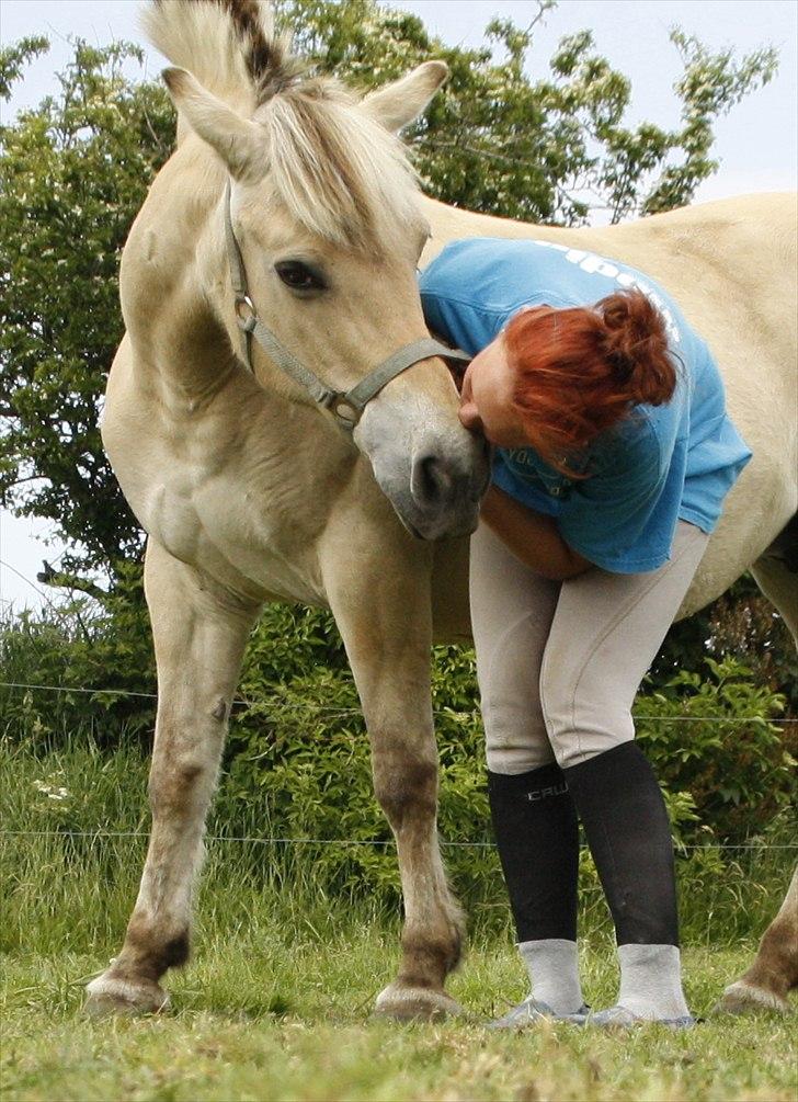 Fjordhest Under Lindens Diana <3 billede 2