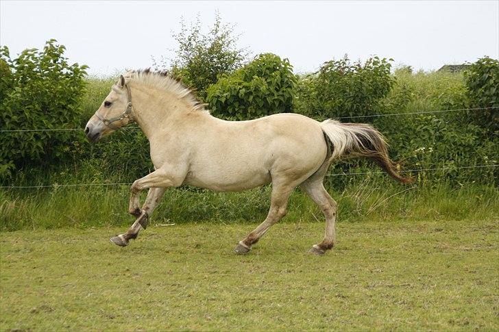 Fjordhest Under Lindens Diana <3 billede 10