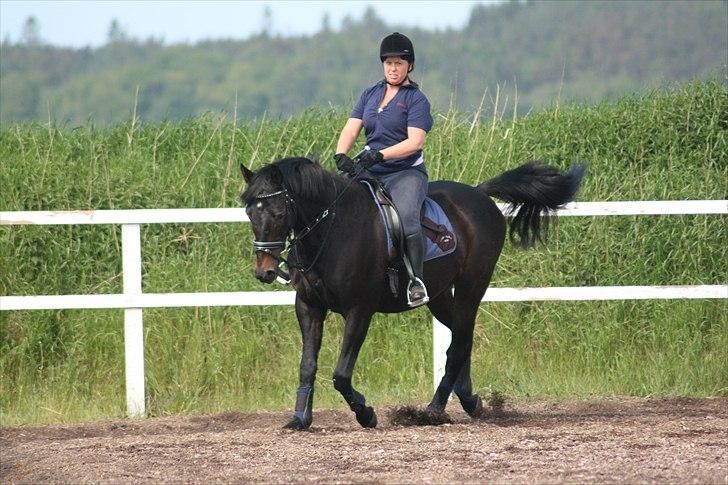 Dansk Varmblod Patou's Speedy billede 12