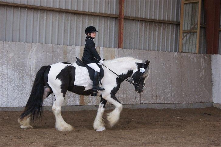 Irish Cob cronos regius (R.I.P) billede 1