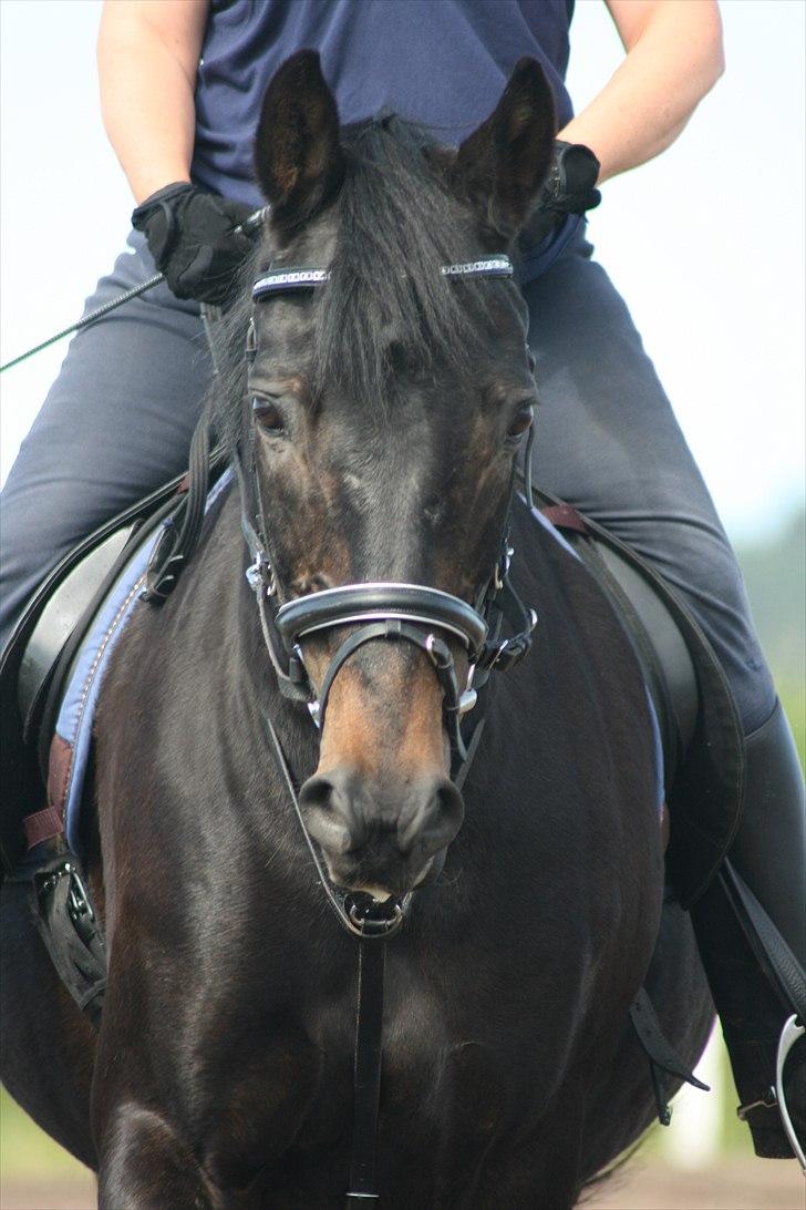 Dansk Varmblod Patou's Speedy billede 13