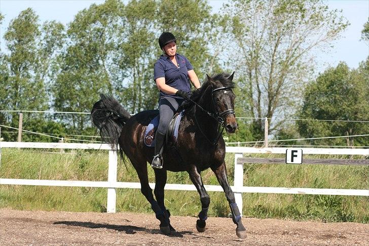 Dansk Varmblod Patou's Speedy billede 14