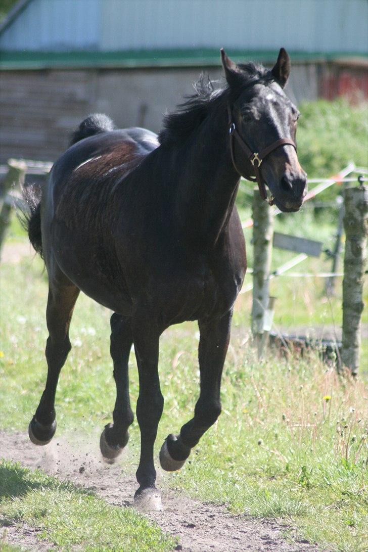 Dansk Varmblod Patou's Speedy billede 15