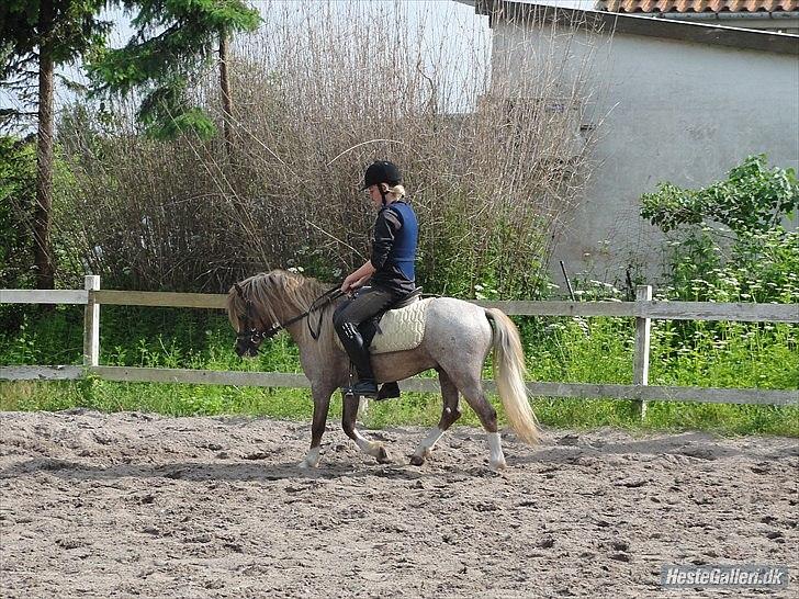 Welsh Mountain (sec A) Stendyssens Swe A'dan - første gang vi rider alene rundt på banen :) han var så super god :D billede 10