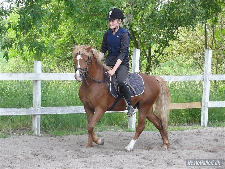 Welsh Mountain (sec A) Harvest One More Fun - første gang vi rider alene rundt på banen :)  billede 12