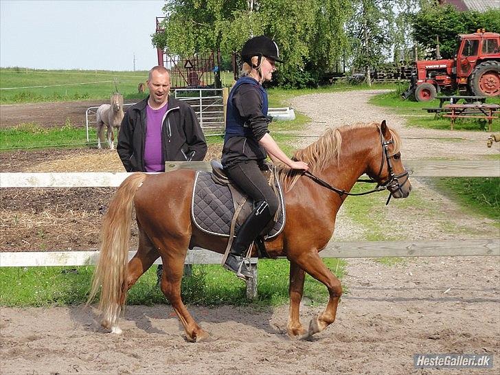 Welsh Mountain (sec A) Harvest One More Fun - første gang vi rider alene rundt på banen :)  billede 13