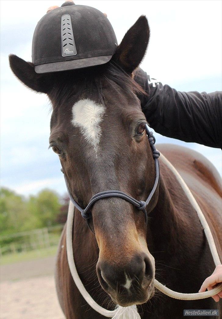 Dansk Varmblod Le-Meilleur [Lør] - Foto: Simone billede 12