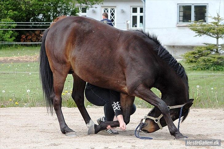 Dansk Varmblod Le-Meilleur [Lør] - Foto: Simone billede 13