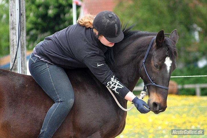 Dansk Varmblod Le-Meilleur [Lør] - Foto: Simone billede 1