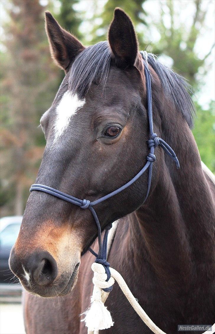 Dansk Varmblod Le-Meilleur [Lør] - Foto: Simone billede 14