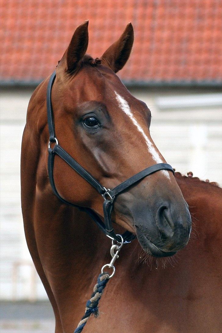 Hannoveraner Lorenzo - Juli 2009 billede 1