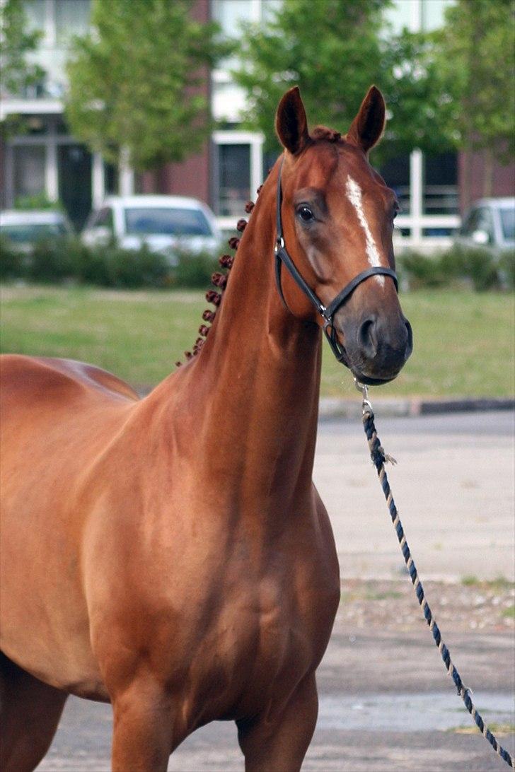 Hannoveraner Lorenzo - Juli 2009 billede 2