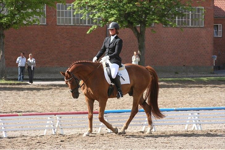 Hannoveraner Lorenzo - Juli 2009 billede 3