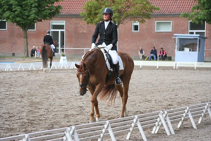 Hannoveraner Lorenzo - Juli 2009 billede 4