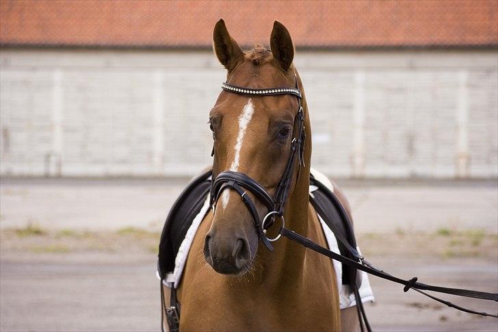 Hannoveraner Lorenzo - Juli 2009 billede 5