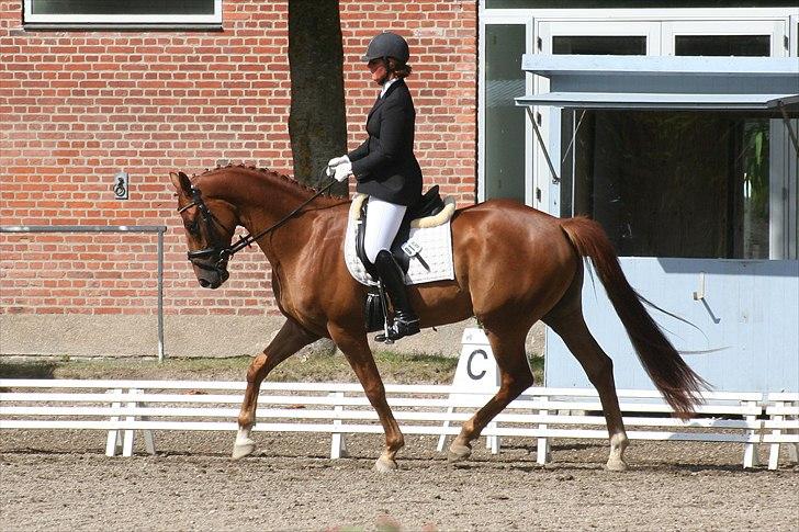 Hannoveraner Lorenzo - Juli 2009 billede 6