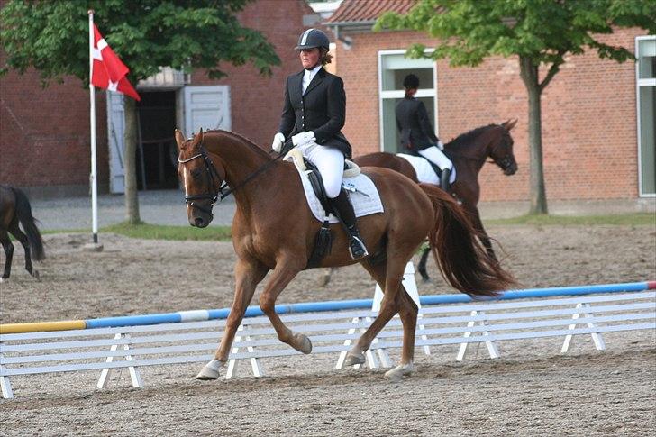 Hannoveraner Lorenzo - Juli 2009 billede 7