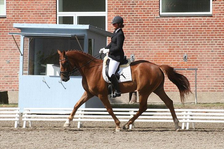 Hannoveraner Lorenzo - Juli 2009 billede 8