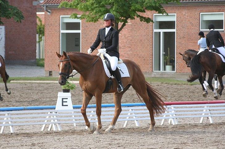 Hannoveraner Lorenzo - Juli 2009 billede 9