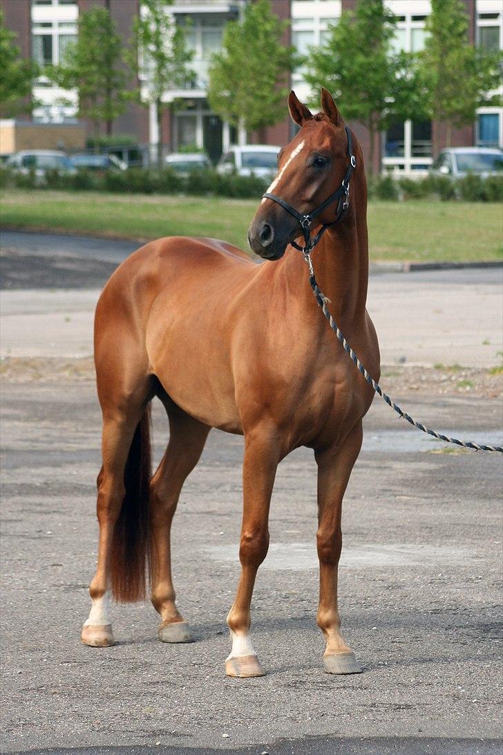 Hannoveraner Lorenzo - Juli 2009 billede 10