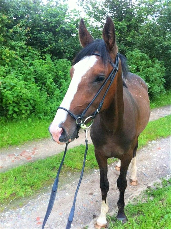 Anden særlig race Cosmo - Min dejlige dreng med hovedtøj billede 11