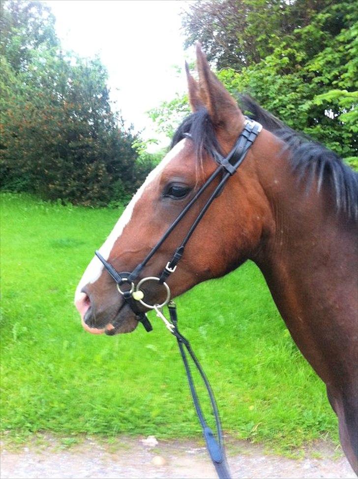 Anden særlig race Cosmo billede 12