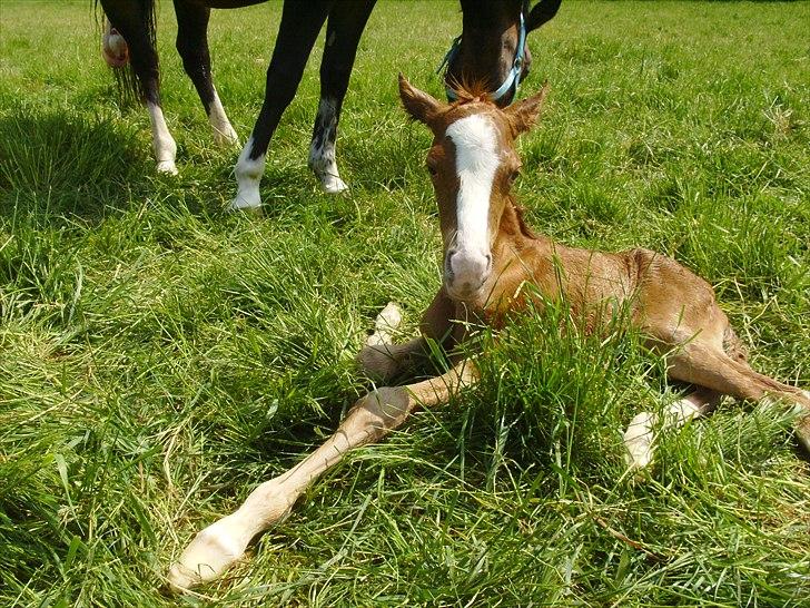 DSP Nh`s Miss Hermione (Mone Muss) billede 4