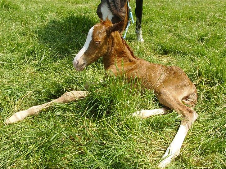 DSP Nh`s Miss Hermione (Mone Muss) billede 5