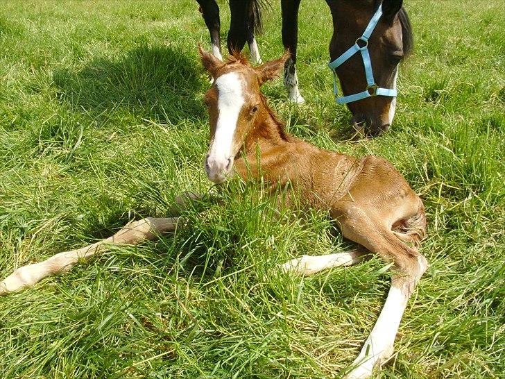 DSP Nh`s Miss Hermione (Mone Muss) billede 6