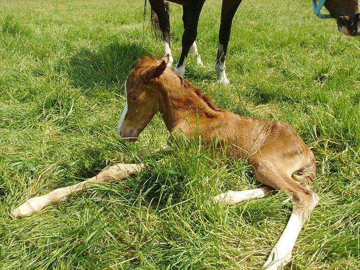 DSP Nh`s Miss Hermione (Mone Muss) billede 7